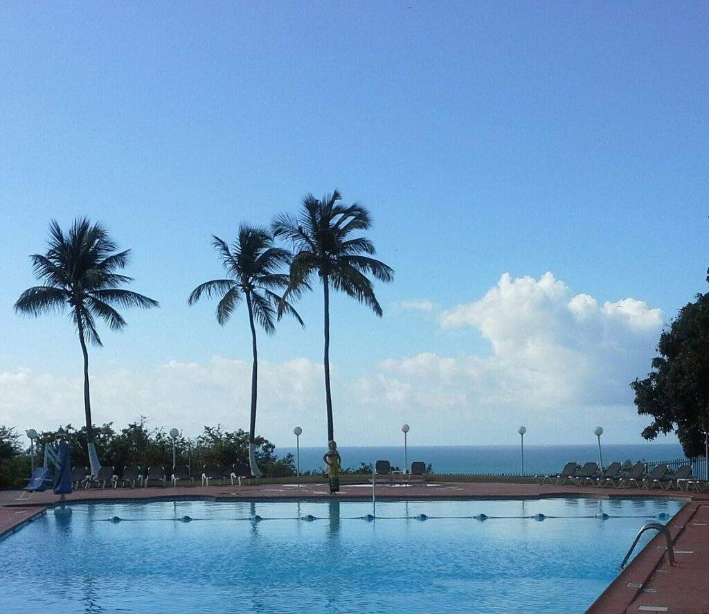 palm trees behind large pool